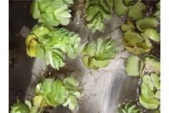 Schwebealgen-Bundle: 2x Ornamentmuscheln + 1 Portion Büschelfarn + 4 Bund-Pflanzen -JBL || sera || TETRA Verkäufe IMG 0523