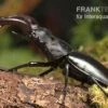 Java-Hirschkäfer, Hexarthrius Buqueti -JBL || sera || TETRA Verkäufe Java Hirschkaefer Hexarthrius buqueti 1