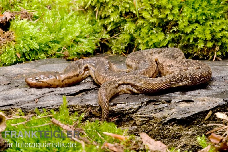 Javanische Warzenschlange, Acrochordus Javanicus 3 Javanische Warzenschlange, Acrochordus Javanicus