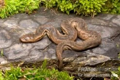 Javanische Warzenschlange, Acrochordus Javanicus 5 Javanische Warzenschlange, Acrochordus Javanicus -JBL || sera || TETRA Verkäufe Javanische Warzenschlange Acrochordus javanicus 2