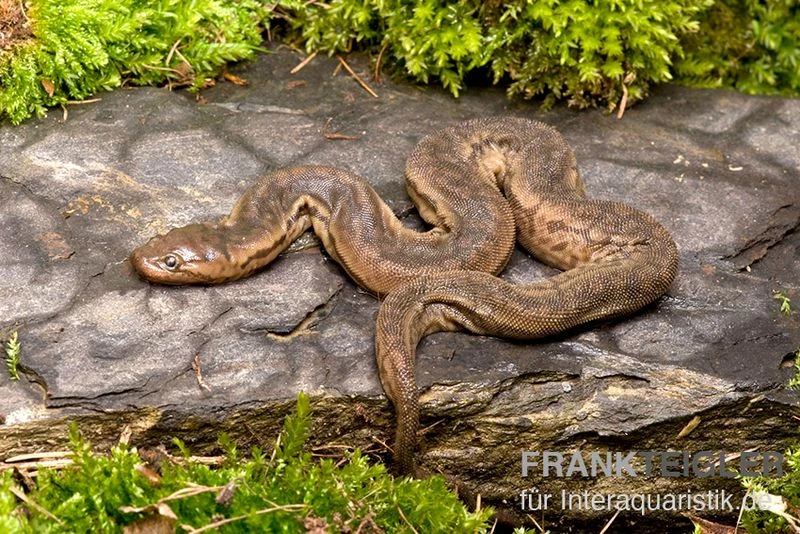 Javanische Warzenschlange, Acrochordus Javanicus 4 Javanische Warzenschlange, Acrochordus Javanicus – Bild 2