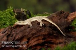 Jungferngecko, Lepidodactylus Lugubris 7 Jungferngecko, Lepidodactylus Lugubris -JBL || sera || TETRA Verkäufe Jungferngecko Lepidodactylus lugubris1