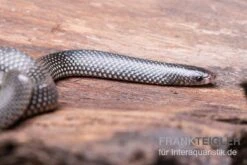 Kap-Wolfsnatter, Lycophidion Capense 6 Kap-Wolfsnatter, Lycophidion Capense -JBL || sera || TETRA Verkäufe Kap Wolfsnatter Lycophidion capense 2 neu