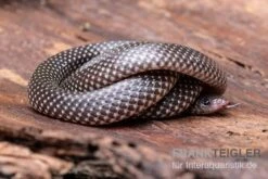 Kap-Wolfsnatter, Lycophidion Capense 7 Kap-Wolfsnatter, Lycophidion Capense -JBL || sera || TETRA Verkäufe Kap Wolfsnatter Lycophidion capense 3 neu jpg