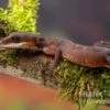 Katzengecko, Aeluroscalabotes Felinus 1 Katzengecko, Aeluroscalabotes Felinus -JBL || sera || TETRA Verkäufe Katzengecko Aeluroscalabotes felinus 1