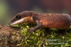 Katzengecko, Aeluroscalabotes Felinus -JBL || sera || TETRA Verkäufe Katzengecko Aeluroscalabotes felinus 3