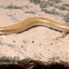 Keilschleiche, Chalcides Sepsoides -JBL || sera || TETRA Verkäufe Keilschleiche Chalcides sepsoides