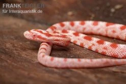 Kornnatter, Pantherophis Guttatus AMEL -JBL || sera || TETRA Verkäufe Kornnatter Pantherophis guttatus Amel 6