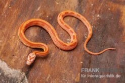 Kornnatter, Pantherophis Guttatus AMEL STRIPED -JBL || sera || TETRA Verkäufe Kornnatter Pantherophis guttatus Amel Striped 6