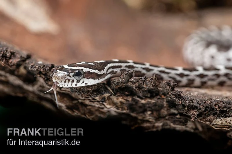 Kornnatter, Pantherophis Guttatus ANERY 4 Kornnatter, Pantherophis Guttatus ANERY – Bild 2