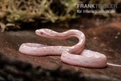 Kornnatter, Pantherophis Guttatus SNOW MOTLEY -JBL || sera || TETRA Verkäufe Kornnatter Pantherophis guttatus Snow Moteley 7