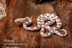 Kornnatter, Pantherophis Guttatus, ULTRAMEL ANERY -JBL || sera || TETRA Verkäufe Kornnatter Pantherophis guttatus Ultramel Anery 17