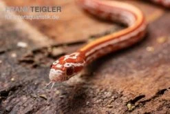 Kornnatter, Pantherophis Guttatus ULTRAMEL TESSERA -JBL || sera || TETRA Verkäufe Kornnatter Pantherophis guttatus Ultramel Tessera 6