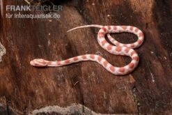 Kornnatter, Pantherophis Guttatus REVERSE OKEETEE -JBL || sera || TETRA Verkäufe Kornnatter Pantherophis guttatus reverse Okeetee 9