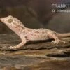 Krokodilgecko, Cyrtopodion Scabrum -JBL || sera || TETRA Verkäufe Krokodilgecko Cyrtopodion scabrum 1