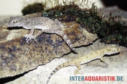 Krokodilgecko, Cyrtopodion Scabrum -JBL || sera || TETRA Verkäufe Krokodilgecko Cyrtopodion scabrum 3