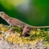 Kupferanolis, Anolis Cupreus 1 Kupferanolis, Anolis Cupreus -JBL || sera || TETRA Verkäufe Kupferanolis Anolis cupreus 1