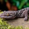 Gebänderter Blattzehengecko, Hemidactylus Fasciatus -JBL || sera || TETRA Verkäufe Kyabobo Waldgecko Hemidactylus kyaboboensis 1