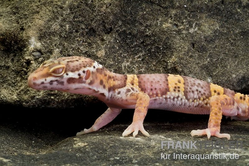 Leopardgecko, Eublepharis Macularius, TREMPER ALBINO 3 Leopardgecko, Eublepharis Macularius, TREMPER ALBINO