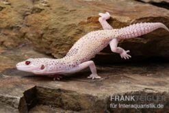 Leopardgecko, Eublepharis Macularius, BELL ALBINO ENIGMA -JBL || sera || TETRA Verkäufe Leopardgecko Eublepharis macularius Bell Albino Enigma 6