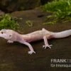 Leopardgecko, Eublepharis Macularius, BELL ALBINO MACK SNOW -JBL || sera || TETRA Verkäufe Leopardgecko Eublepharis macularius Bell Albino Mack Snow 10