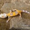 Leopardgecko, Eublepharis Macularius, LEMON FROST 2 Leopardgecko, Eublepharis Macularius, LEMON FROST -JBL || sera || TETRA Verkäufe Leopardgecko Eublepharis macularius Lemon Frost