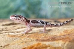 Leopardgecko, Eublepharis Macularius, MACK SNOW -JBL || sera || TETRA Verkäufe Leopardgecko Eublepharis macularius Mack Snow 2