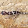 Leopardgecko, Eublepharis Macularius, MACK SNOW -JBL || sera || TETRA Verkäufe Leopardgecko Eublepharis macularius Mack Snow 5