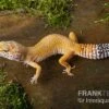Leopardgecko, Eublepharis Macularius, NORMAL -JBL || sera || TETRA Verkäufe Leopardgecko Eublepharis macularius Normal 1