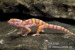 Leopardgecko, Eublepharis Macularius, PASTEL TREMPER ALBINO