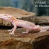 Leopardgecko, Eublepharis Macularius, STRIPE TREMPER ALBINO ECLIPSE 1 Leopardgecko, Eublepharis Macularius, STRIPE TREMPER ALBINO ECLIPSE -JBL || sera || TETRA Verkäufe Leopardgecko Eublepharis macularius Stripe Tremper Albino Eclipse 14