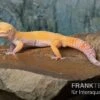 Leopardgecko, Eublepharis Macularius, TANGERINE ECLIPSE -JBL || sera || TETRA Verkäufe Leopardgecko Eublepharis macularius Tangerine Eclipse 11
