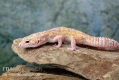Leopardgecko, Eublepharis Macularius, TREMPER ALBINO MACK SNOW ECLIPSE -JBL || sera || TETRA Verkäufe Leopardgecko Eublepharis macularius Tremper Albino Mack Snow Eclipse 13