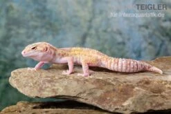 Leopardgecko, Eublepharis Macularius, TREMPER ALBINO MACK SNOW ECLIPSE -JBL || sera || TETRA Verkäufe Leopardgecko Eublepharis macularius Tremper Albino Mack Snow Eclipse 16