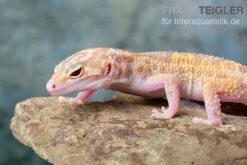 Leopardgecko, Eublepharis Macularius, TREMPER ALBINO MACK SNOW ECLIPSE -JBL || sera || TETRA Verkäufe Leopardgecko Eublepharis macularius Tremper Albino Mack Snow Eclipse 18