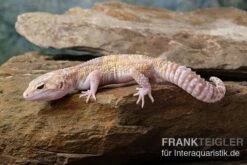 Leopardgecko, Eublepharis Macularius, TREMPER ALBINO MACK SNOW ECLIPSE -JBL || sera || TETRA Verkäufe Leopardgecko Eublepharis macularius Tremper Albino Mack Snow Eclipse 8