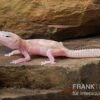 Leopardgecko, Eublepharis Macularius, TREMPER ALBINO MACK SNOW RAPTOR -JBL || sera || TETRA Verkäufe Leopardgecko Eublepharis macularius Tremper Albino Mack Snow Raptor 12