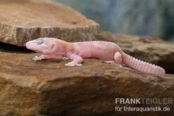 Leopardgecko, Eublepharis Macularius, TREMPER ALBINO MACK SNOW RAPTOR -JBL || sera || TETRA Verkäufe Leopardgecko Eublepharis macularius Tremper Albino Mack Snow Raptor 2