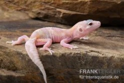 Leopardgecko, Eublepharis Macularius, TREMPER ALBINO MACK SNOW RAPTOR -JBL || sera || TETRA Verkäufe Leopardgecko Eublepharis macularius Tremper Albino Mack Snow Raptor 3
