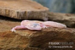 Leopardgecko, Eublepharis Macularius, TREMPER ALBINO MACK SNOW RAPTOR -JBL || sera || TETRA Verkäufe Leopardgecko Eublepharis macularius Tremper Albino Mack Snow Raptor 5