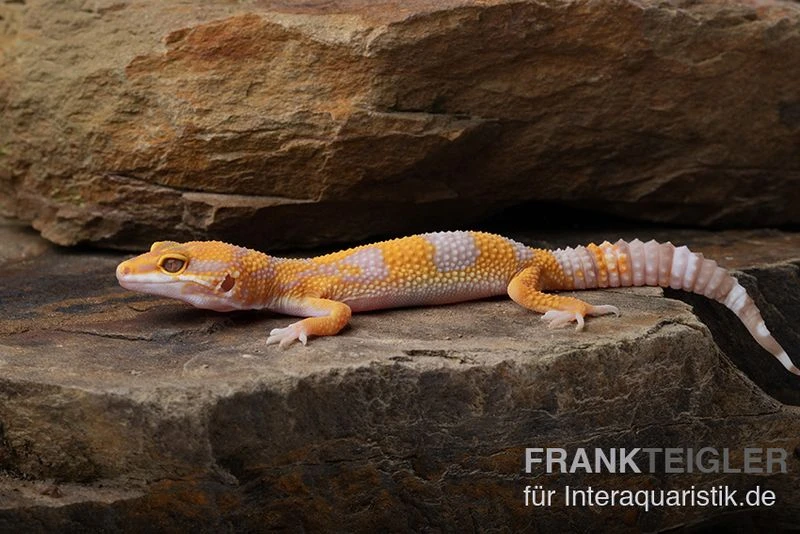 Leopardgecko, Eublepharis Macularius, TREMPER ALBINO TANGERINE 3 Leopardgecko, Eublepharis Macularius, TREMPER ALBINO TANGERINE