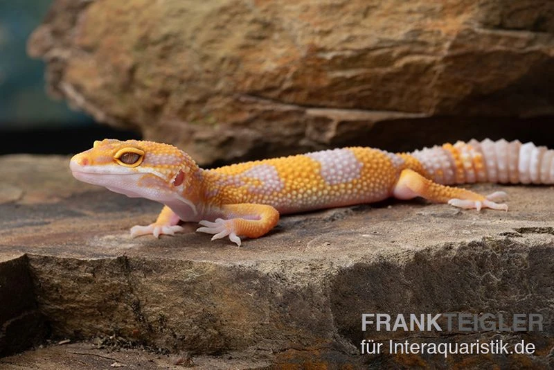 Leopardgecko, Eublepharis Macularius, TREMPER ALBINO TANGERINE 7 Leopardgecko, Eublepharis Macularius, TREMPER ALBINO TANGERINE – Bild 5