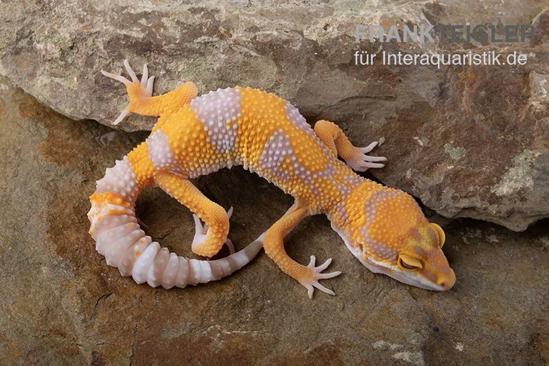 Leopardgecko, Eublepharis Macularius, TREMPER ALBINO TANGERINE 4 Leopardgecko, Eublepharis Macularius, TREMPER ALBINO TANGERINE – Bild 2