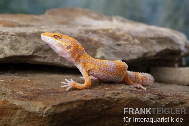 Leopardgecko, Eublepharis Macularius, TREMPER ALBINO TANGERINE 5 Leopardgecko, Eublepharis Macularius, TREMPER ALBINO TANGERINE – Bild 3