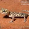 Madagaskar Großkopfgecko, Paroedura Picta -JBL || sera || TETRA Verkäufe Madagaskar Grosskopfgecko Paroedura picta 1