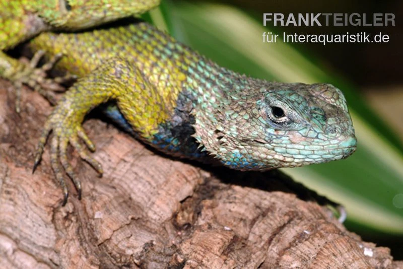 Malachit-Stachelleguan, Sceloporus Malachiticus 4 Malachit-Stachelleguan, Sceloporus Malachiticus – Bild 2