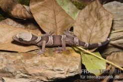 Malayischer Bogenfingergecko, Cyrtodactylus Pulchellus -JBL || sera || TETRA Verkäufe Malayischer Bogenfingergecko Cyrtodactylus pulchellus 1