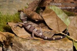 Malayischer Bogenfingergecko, Cyrtodactylus Pulchellus -JBL || sera || TETRA Verkäufe Malayischer Bogenfingergecko Cyrtodactylus pulchellus 2