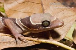 Malayischer Bogenfingergecko, Cyrtodactylus Pulchellus -JBL || sera || TETRA Verkäufe Malayischer Bogenfingergecko Cyrtodactylus pulchellus 3