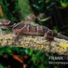 Malayischer Bogenfingergecko, Cyrtodactylus Pulchellus -JBL || sera || TETRA Verkäufe Malayischer Bogenfingergecko Cyrtodactylus pulchellus neu 1
